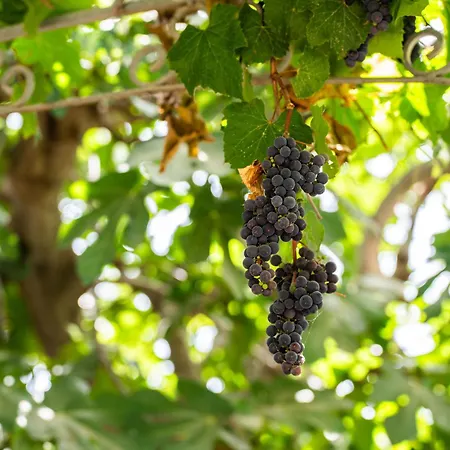 Da Elisa Maracalagonis